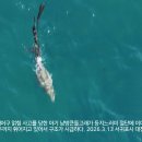 폐어구에 얽혀 등지느러미 잘리고 척추까지 휘어진 어린 남방큰돌고래 이미지