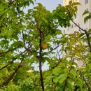 신도리민박 이미지