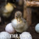 신흥동농장 이미지