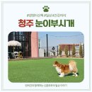 눈이부시개 이미지