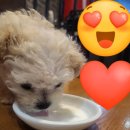 도그마루 노원점 이미지