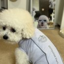 베일리펫케어 | 비숑 강아지 여름산책 쿠팡필수템 베일리펫 해충방지 쿨링 자외선차단 여름옷추천
