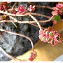 토토피씨 이미지