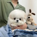 혜원켄넬 네이버블로그