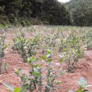 천년농장 이미지