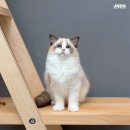 잘난돌스 이미지