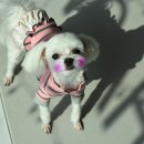 빛나펫살롱 이미지