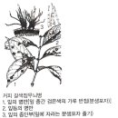 윤문배농장 | 커피 병해 조사 및 예방