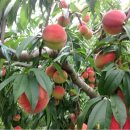 복숭아아저씨 이미지