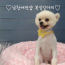 남창애견샵 복실강아지 이미지