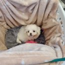 플레이독 남양주점 이미지