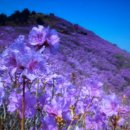 대금산진달래길(등산) 이미지