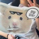 푸니와 햄버거 | 2025년 8월 요약 블로그