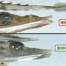 새우몸집 이미지