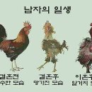 꼬끼오 Daum카페