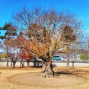 의령 충익사 모과나무 이미지