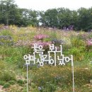 초안산 하늘꽃정원 이미지