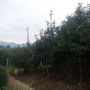 서구-37 이미지