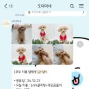 댕댕이묭실 이미지