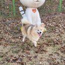 경기켄넬 이미지