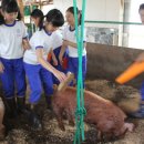 돼지학교 이미지