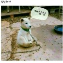 웃개 이미지