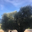 니스해변 이미지