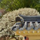 충렬사 지하철역(4호선) | 부산 3월 꽃구경 충렬사 매화 개화시기 벚꽃 명소 축제 여행지