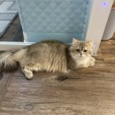 명품고양이카페 이미지