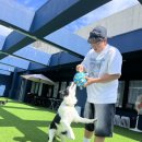 워너비독 이미지