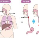 ﻿식도 구조 이미지