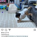 의외인 이윤지 남편 인스타그램 말투(feat.귀여운 라니소울이) 이미지