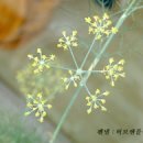 허브 식물과 향기의 이용 이미지