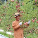 잭과 사과나무 이미지