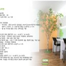 덴간호조무사학원