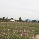 코스모스장 이미지