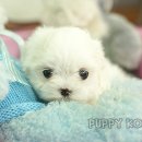 코리아 퍼피 이미지