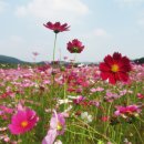 스위시 Daum카페