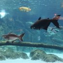 리버퀘스트 | 싱가포르 여행지 비오는날 리버원더스, 리버퀘스트 보트 후기