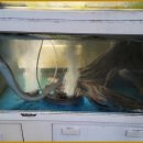 싱싱장어 이미지