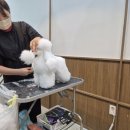 쿨펫애견미용전문학원
