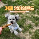 사등유치원 | 거제 애견카페 강아지운동장 멍아일랜드 거제 애견동반 여행