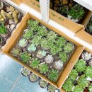 참조은생활마트 이미지