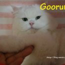 호두구름이네 이미지