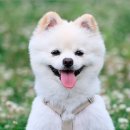 재진축산 이미지