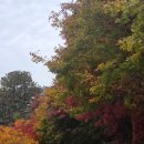 씨유 용인외대공원점 | 🍁가을 단풍 명소 추천! 한국외대 명수당 방문후기(용인 캠퍼스 가을 나들이 11월 8일 방문)