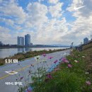 또꽃 | 여주여행 런코스 남한강 출렁다리 신륵사관광단지