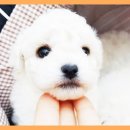 홈브리딩 이미지