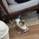 아를 | 해운대 고양이카페 추천, 달맞이길 아를고양이카페 방문후기