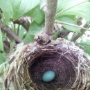 새들의 정원 이미지